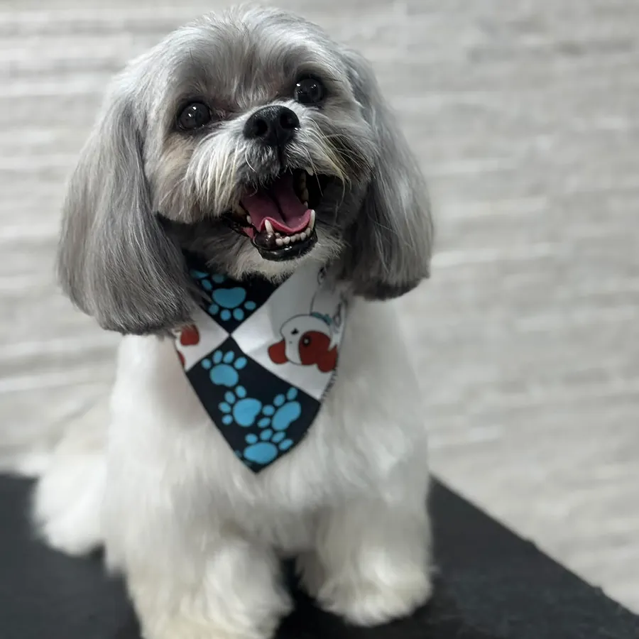 Shih-tzu cinza com bandana depois do banho