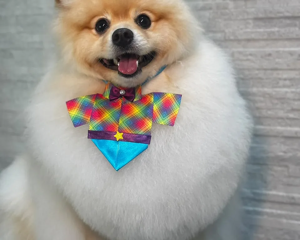 Spitz com a pelagem pronta depois do banho e tosa