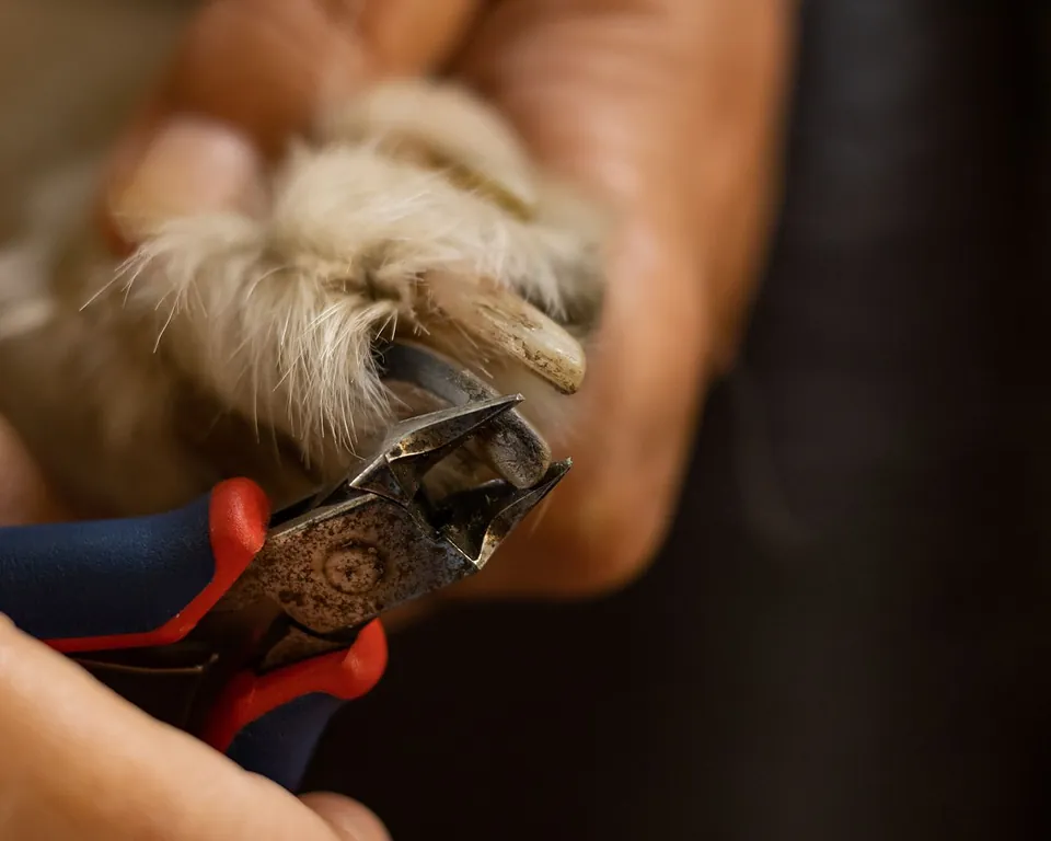 Corte de unhas de um cão com alicate apropriado